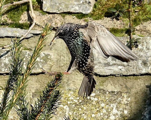 starling